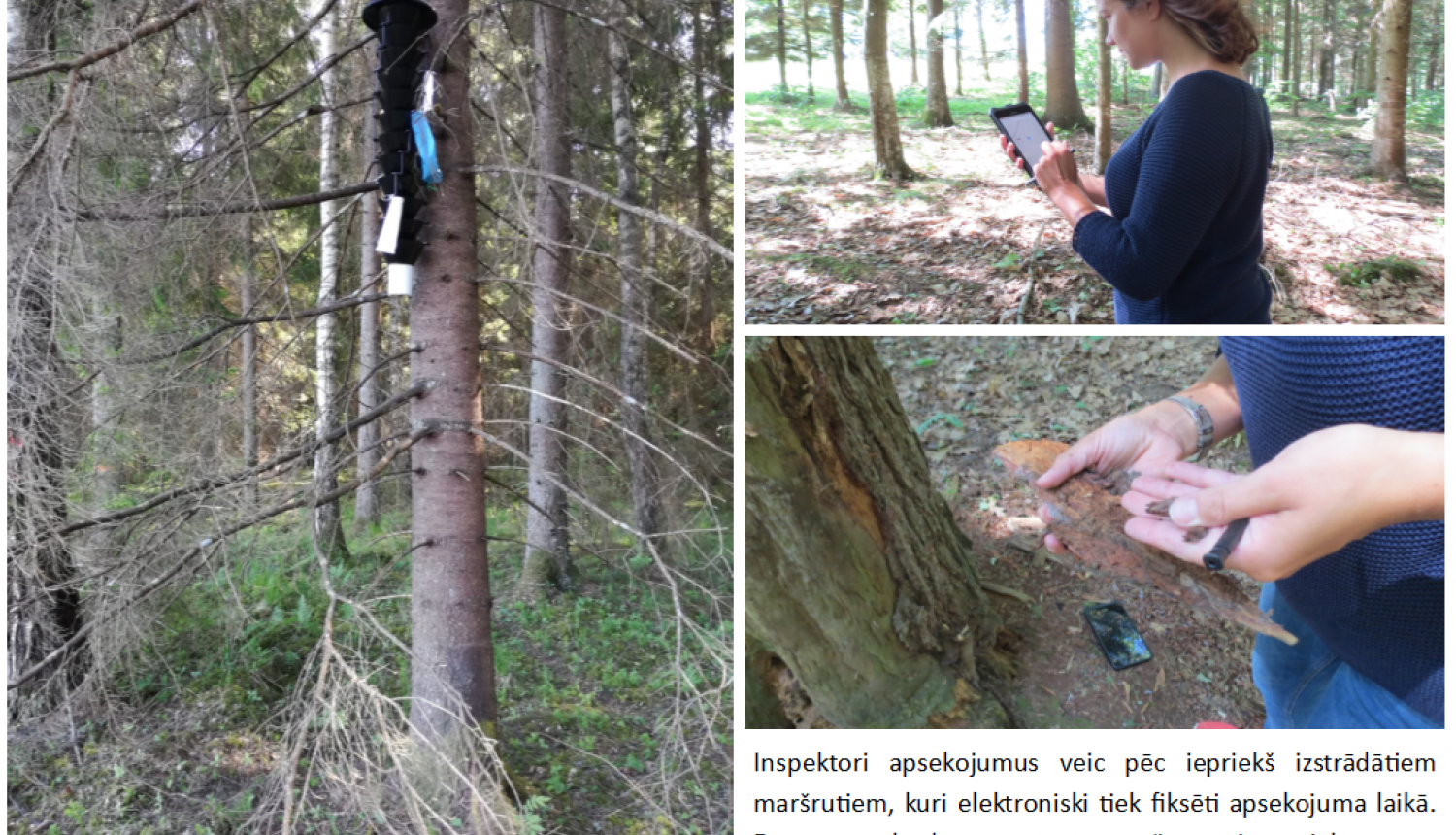 Mežos visā Latvijā veic kaitēkļu monitoringu