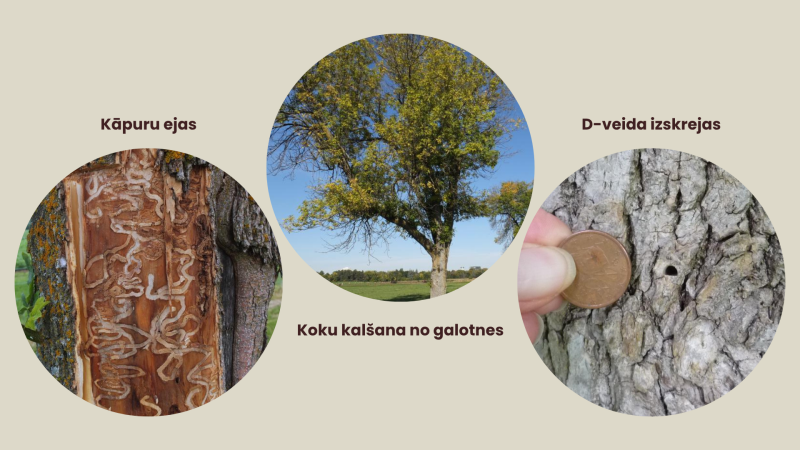 Kolāža ar galvenajām ošu smaragdzaļās krāšņvaboles invāzijas pazīmēm.
