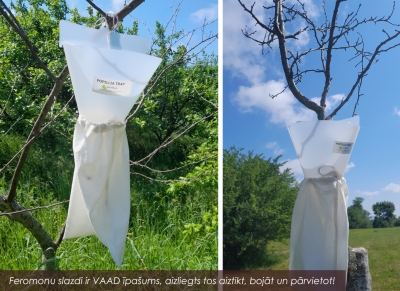 divu attālu kolāža - Kokos ievietoti balti plastmasas un auduma maisiņi  