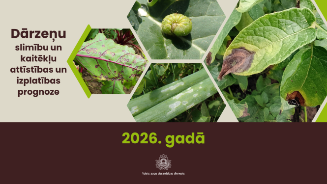 Kreisajā pusē teksts par dārzeņu slimību un kaitēkļu izplatības prognozēm 2026. gadā; labajā pusē dārzeņu un to lapu attēli ar dažādām slimībām