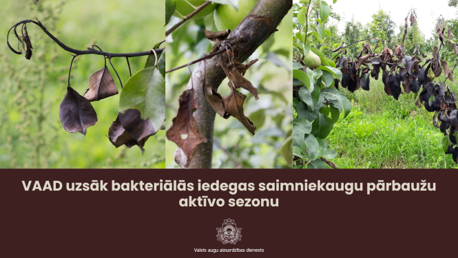 VAAD uzsāk bakteriālās iedegas saimniekaugu pārbaužu aktīvo sezonu