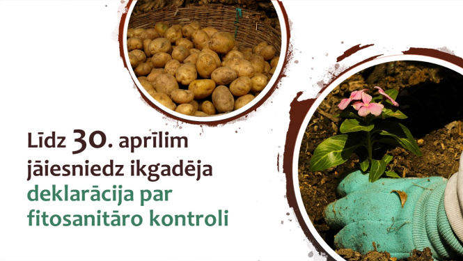 Stilizēti kartupeļu un stādu attēli ar tekstu 
