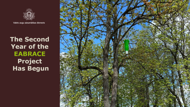A text about the relaunch of the EABRACE project and a green funnel-shaped trap hung in an ash tree.