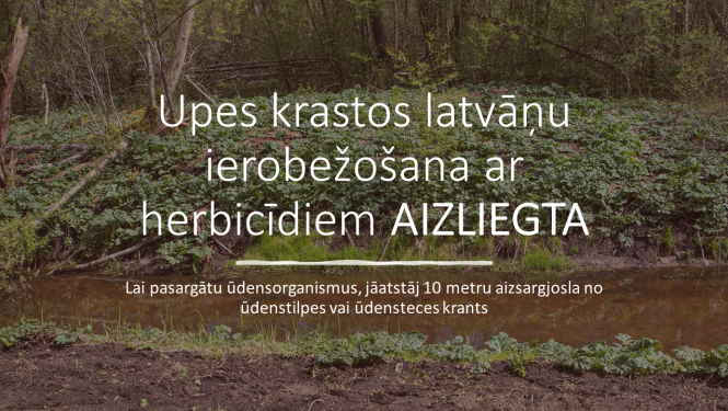 Fona attēlā upes krasts noaudzis ar latvāņiem 