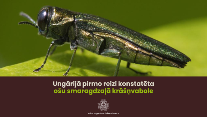 Ošu smaragdzaļās krāšņvaboles tuvplāns, sēžot uz zaļas lapas.