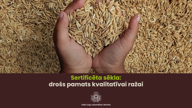 Teksts Sertificēta sēkla ir drošs pamats kvalitatīvai ražai Attēls: Riekšava sēklu 