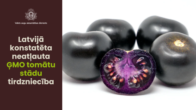 Kreisajā pusē teksts par neatļautu ĢMO tomātu stādu tirdzniecību Latvijā; labajā pusē violeti tomāti uz balta fona.