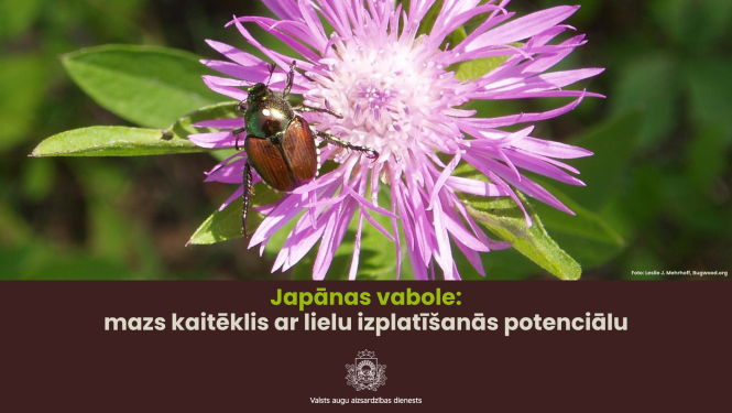 Teksts: Japānas vabole - mazs kaitēklis ar lielu izplatīšanās potenciālu Attēls: Zieds ar Japānas vaboli uz tā