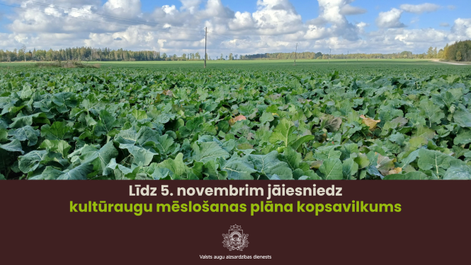 Rapšu lauks