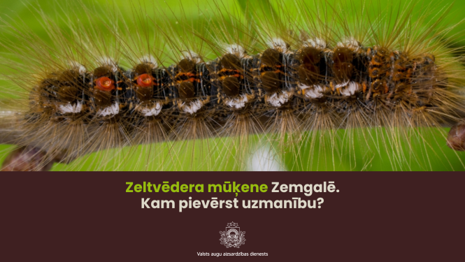 Zeltvēdera mūķene uz koka zara