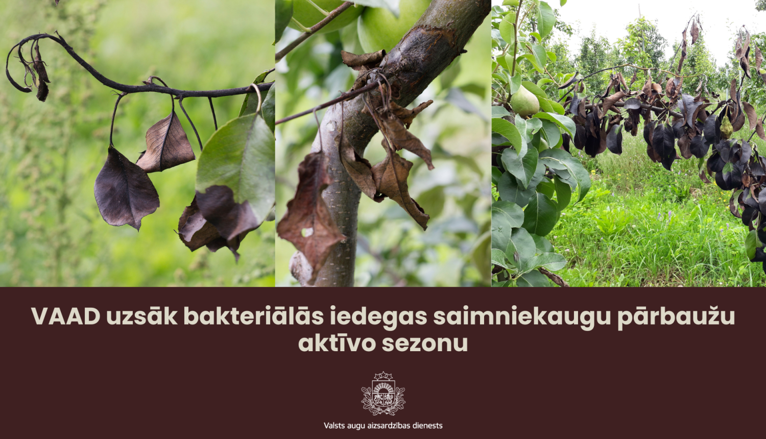 VAAD uzsāk bakteriālās iedegas saimniekaugu pārbaužu aktīvo sezonu