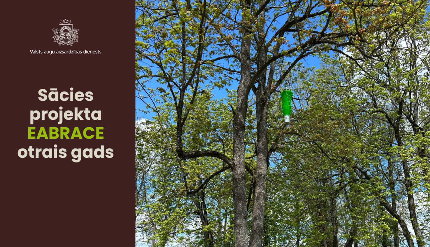 Teksts par EABRACE projekta atsākšanos un oša kokā iekārts zaļš piltuvveida slazds.