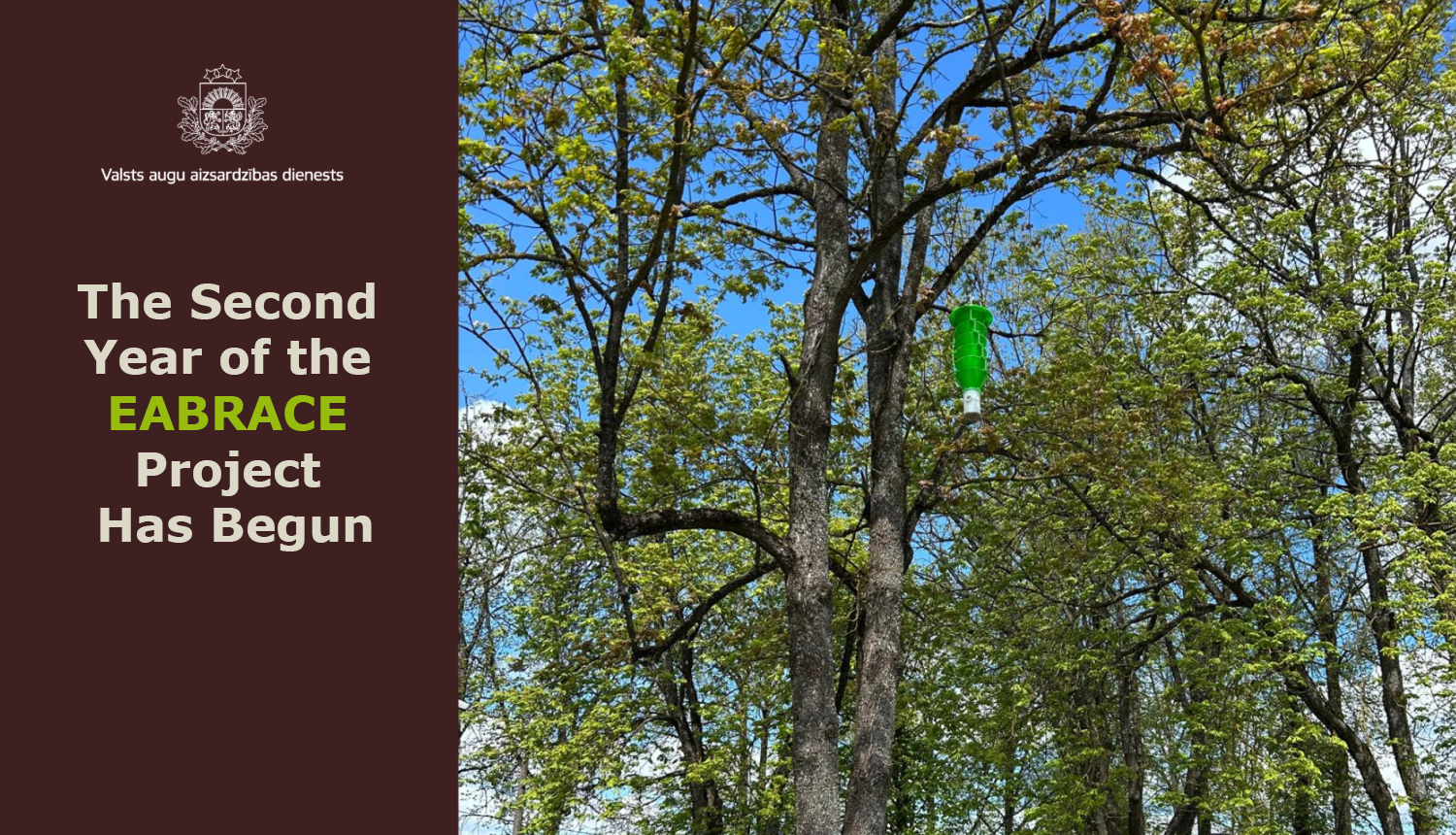 A text about the relaunch of the EABRACE project and a green funnel-shaped trap hung in an ash tree.
