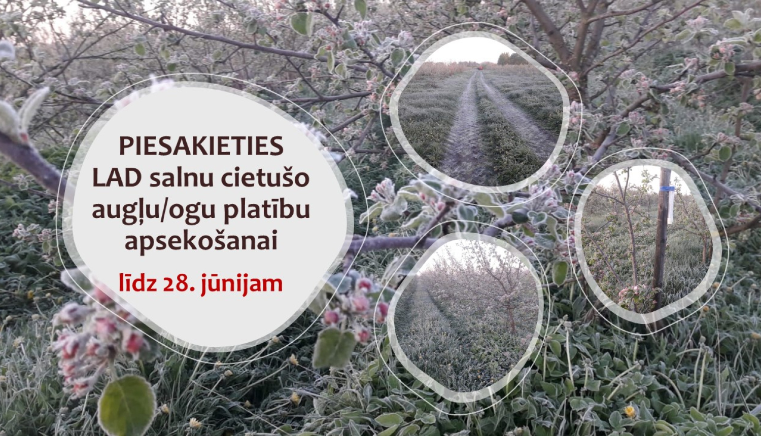 kolāža no attēliem ar apsalušiem augļukokiem