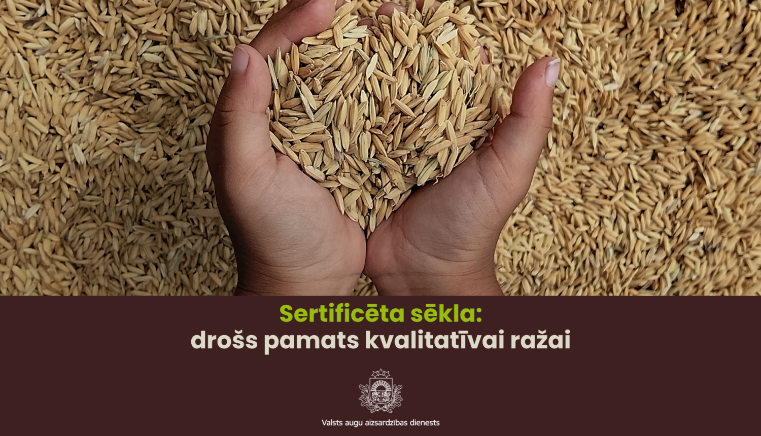 Teksts Sertificēta sēkla ir drošs pamats kvalitatīvai ražai Attēls: Riekšava sēklu 