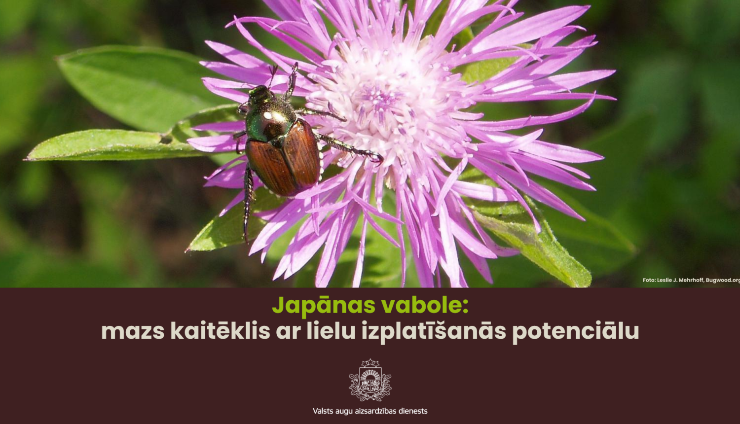 Teksts: Japānas vabole - mazs kaitēklis ar lielu izplatīšanās potenciālu Attēls: Zieds ar Japānas vaboli uz tā