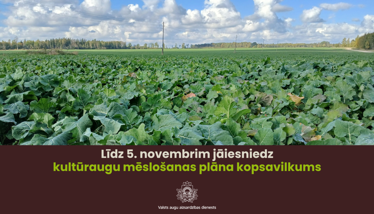 Rapšu lauks