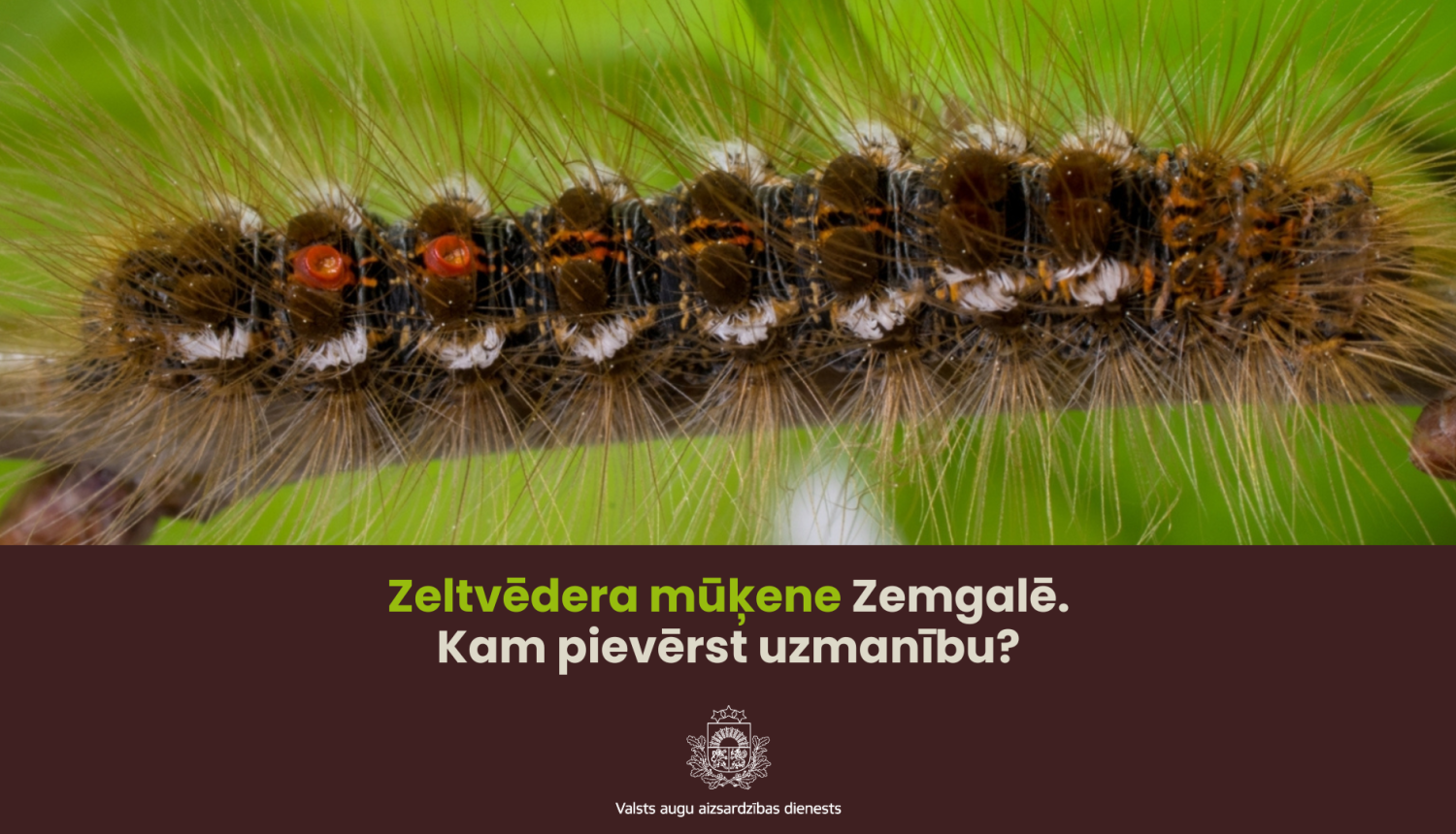 Zeltvēdera mūķene uz koka zara