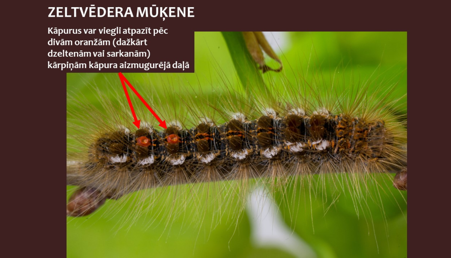 zletvēdera mūķenes attēls ar komentāru par atpazīšanu