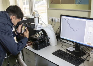 Cilvēks skatās mikroskopā, blakus monitorā redzamas nematodes