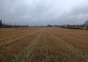 Lauks