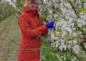 laura celma ņem paraugus no ziedoša koka