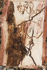 Šaurspārnu krāšņvaboles kāpurejas zem koka mizas