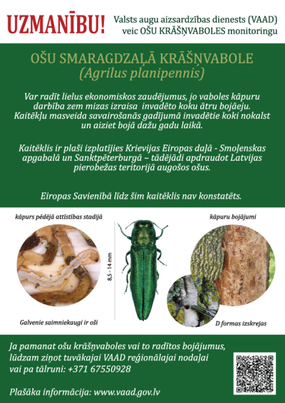 Informatīvs attēls par Ošu smaragdzaļo krāšņvaboli