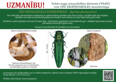 A5 informatīvs attēls par Ošu smaragdzaļo krāšņvaboli