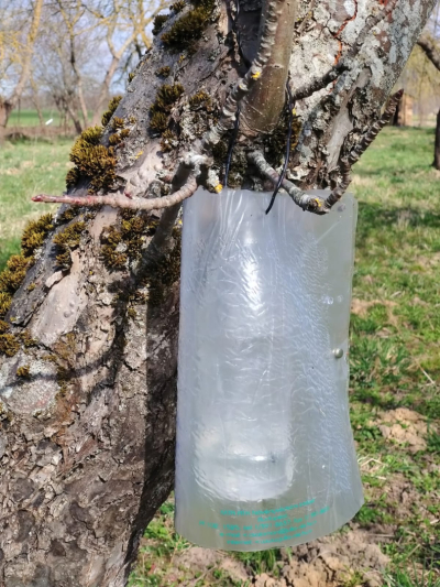 Kokā iekarināts speciāls slazds nevienādā mizgrauža notveršanai.