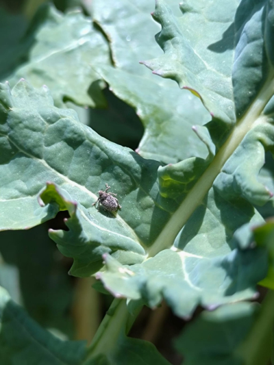 Krustziežu stublāja smecernieks uz rapša lapas.