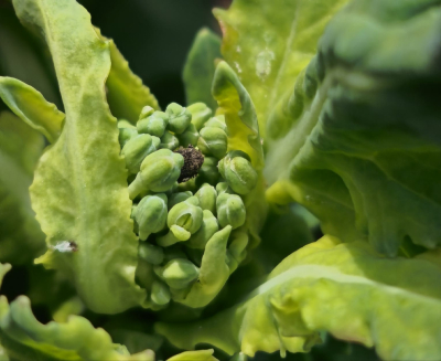 Krustziežu stublāju smecernieks uz rapša ziedkopas.