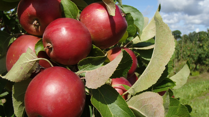 Tuvplānā ābeles zars ar skaistiem sarkaniem āboliem