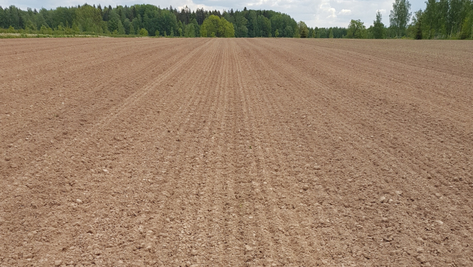 Brūns lauks, tālumā zaļš mežs.