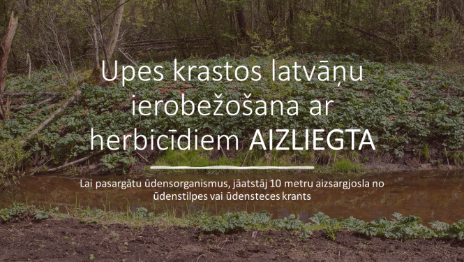 Fona attēlā upes krasts noaudzis ar latvāņiem 