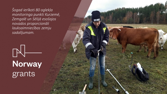 Teksts ar attēlu, kur VAAD darbinieks ar zondi uz lauka ņem augsnes paraugus, fonā govis.  