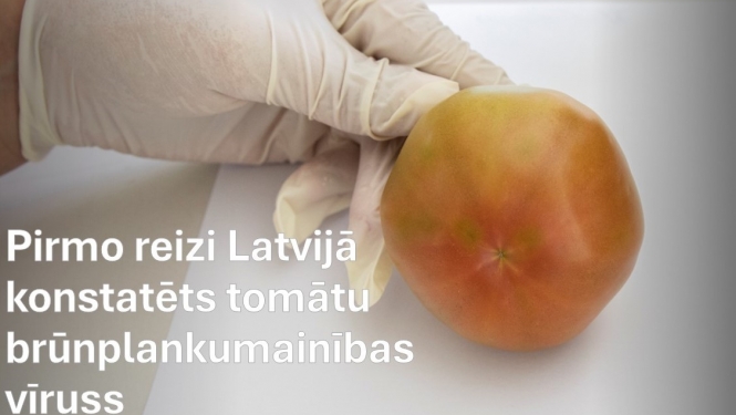 Roka cimdā tur tomātu ar nelieliem plankumiem