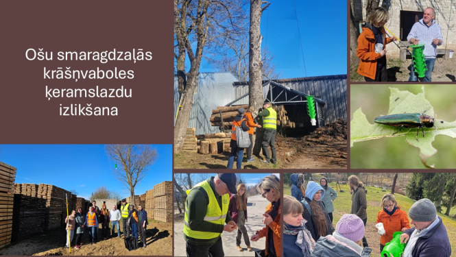 Bilžu kolāža