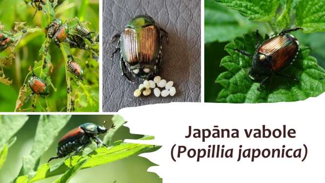 vaboles bilžu kolāža