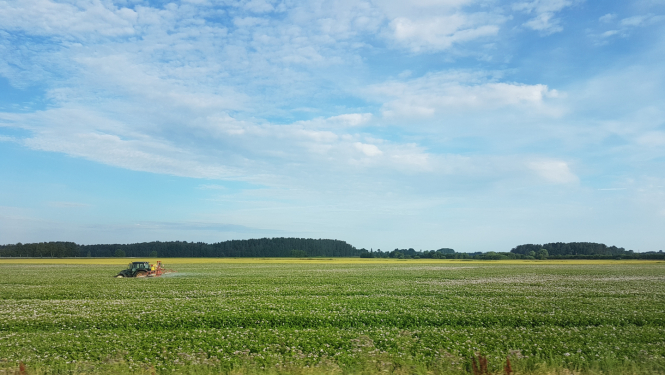 Ziedošu kartupeļu lauks, tālumā miglotājs