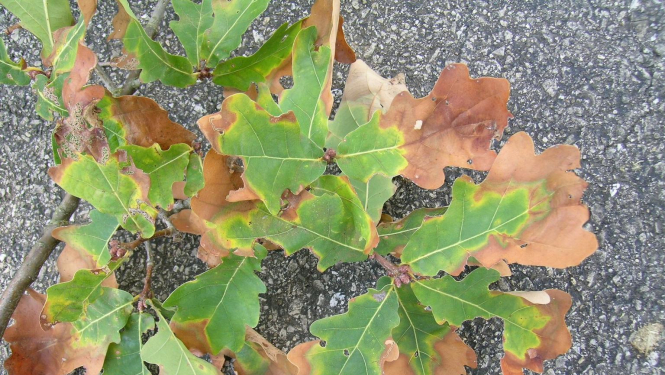  Aicina izvairīties no bīstamas augu slimības ievešanas Latvijā