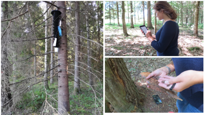 Mežos visā Latvijā veic kaitēkļu monitoringu
