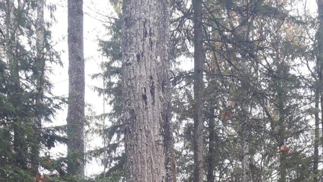 Izstrādāts daudzpusējas sadarbības projekts ozolu akūtās kalšanas zinātniskajiem pētījumiem