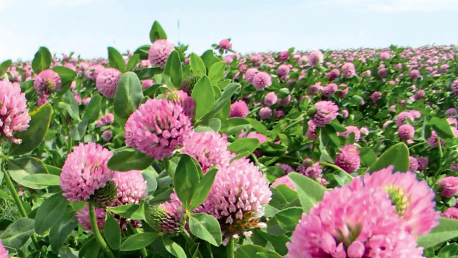 Izdots "Latvijas Republikā reģistrēto augu aizsardzības līdzekļu saraksts 2019"