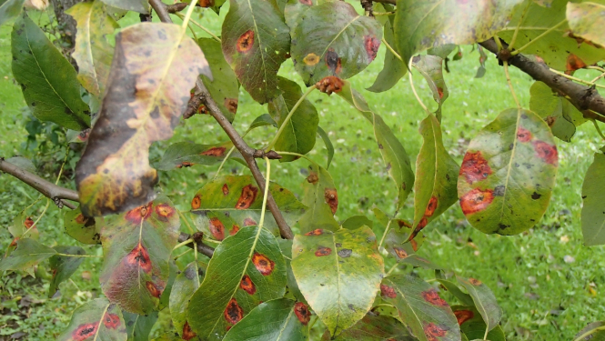 Bumbieru - kadiķu rūsas pazīmes uz bumbieres lapām