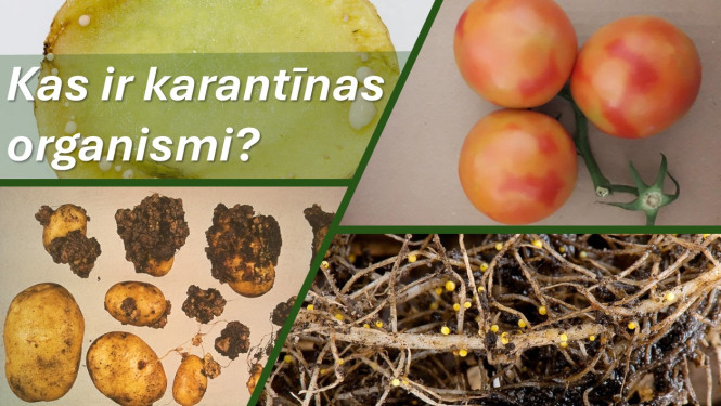 Augu slimību kolāža