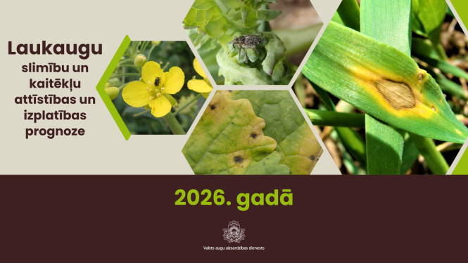 Dažādas laukaugu slimības un kaitēkļi, kuru izplatība prognozēta Latvijā 2026. gadā