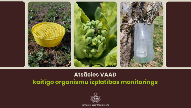 Foto kolāža ar kaitēkļu ķeramslazdiem un krustziežu stublāju smecernieku uz rapša lapas.