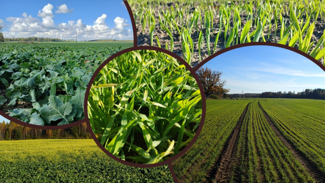 Dažādi ziemāju labības un ziemas rapšu sējumi.