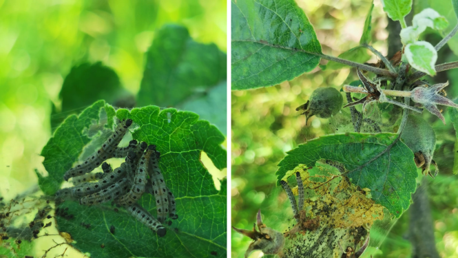 Ābeļu tīklkodes kāpuri un to bojājumi